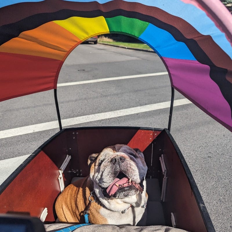 Pride Flag Sun Shade