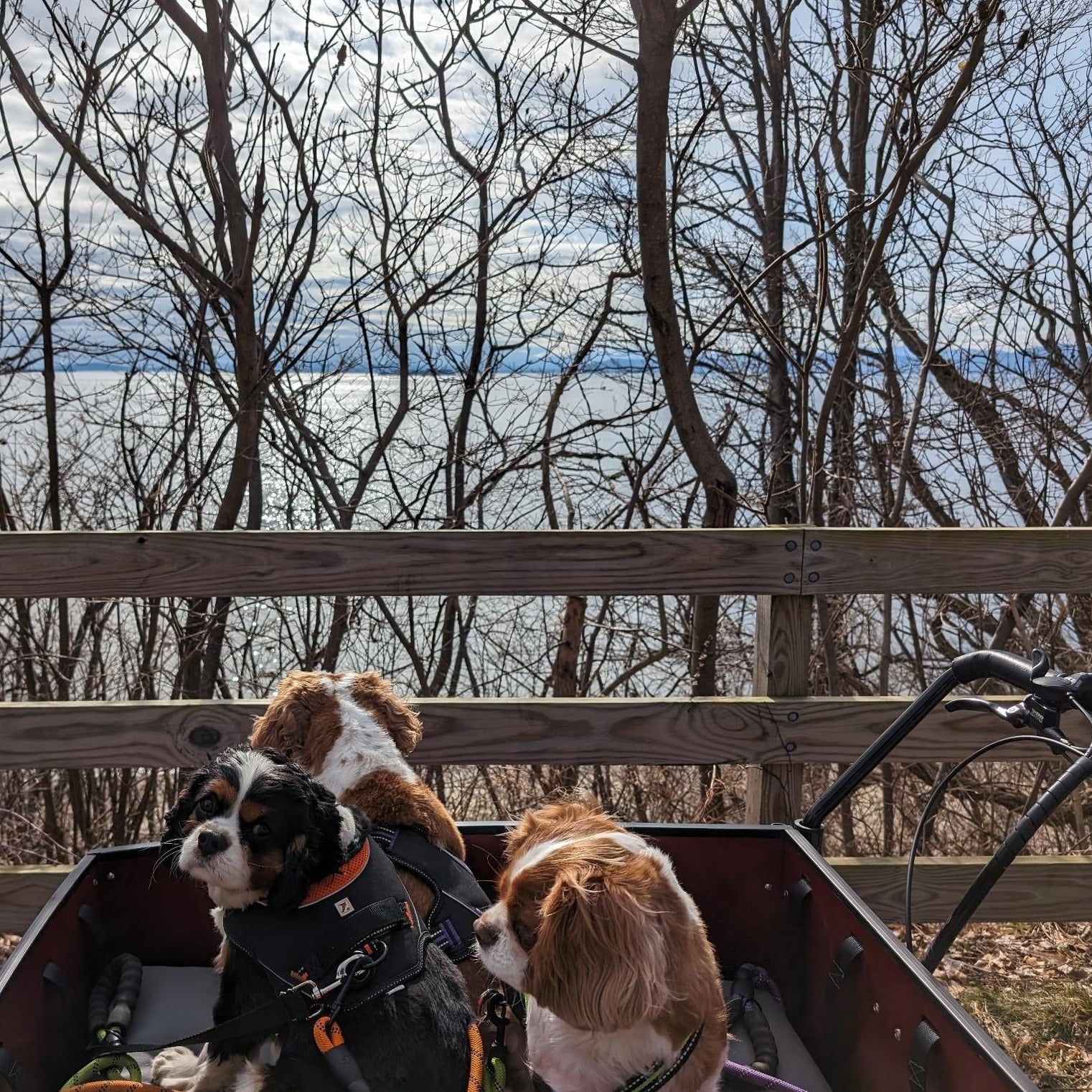 #color_Sedona Woodgrain