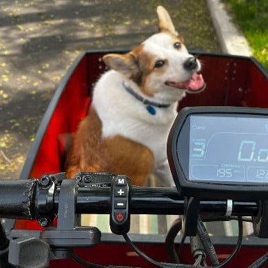 Small dog in Bunch Bike - Classic Sedona Woodgrain