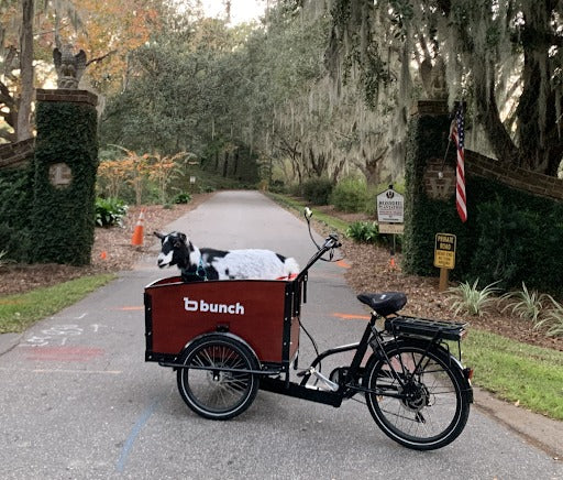 Black and white goat in a bunch bike K9 3.0