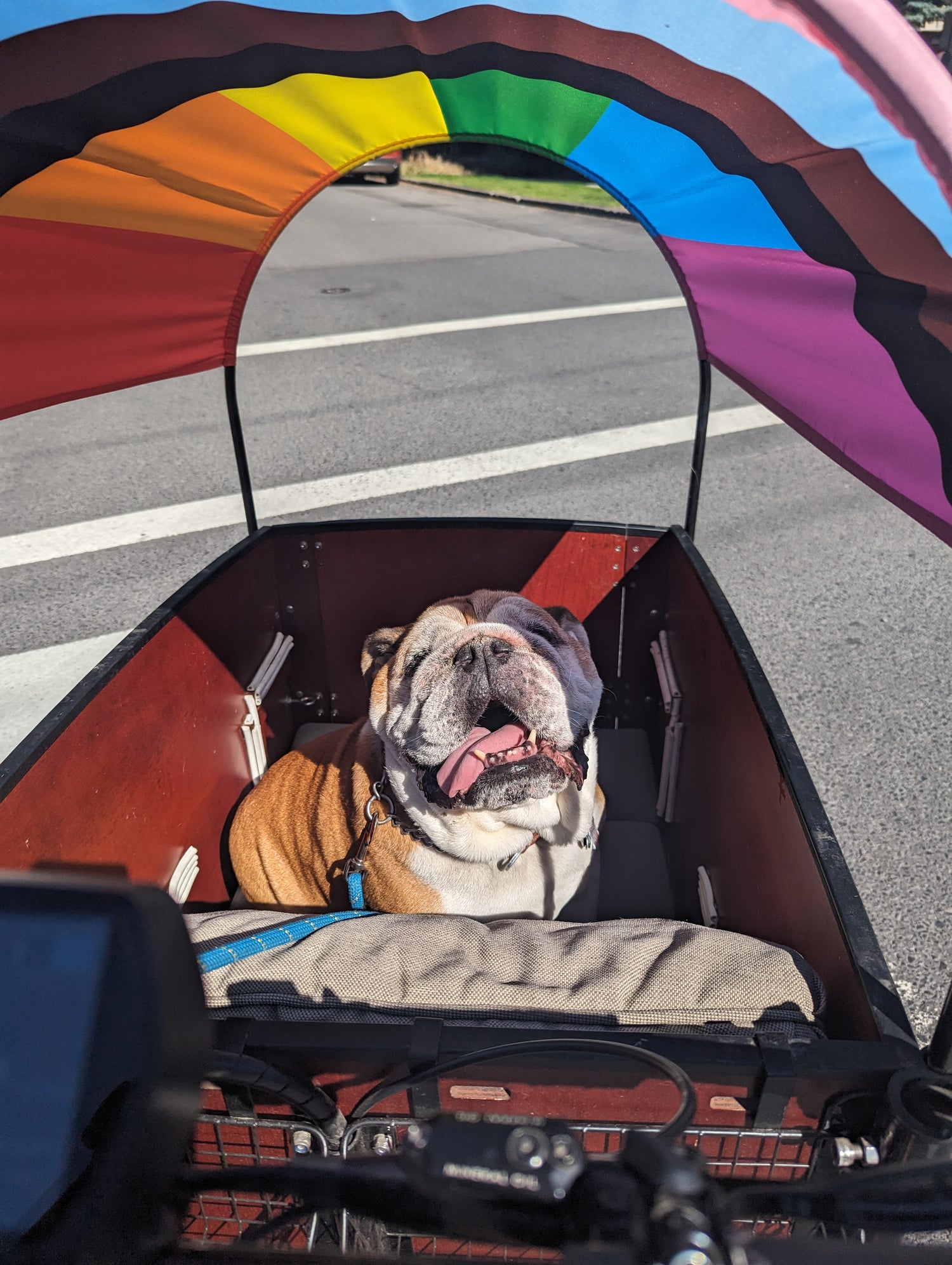Hank the bulldog in a bunch bike with pride flag sun shade