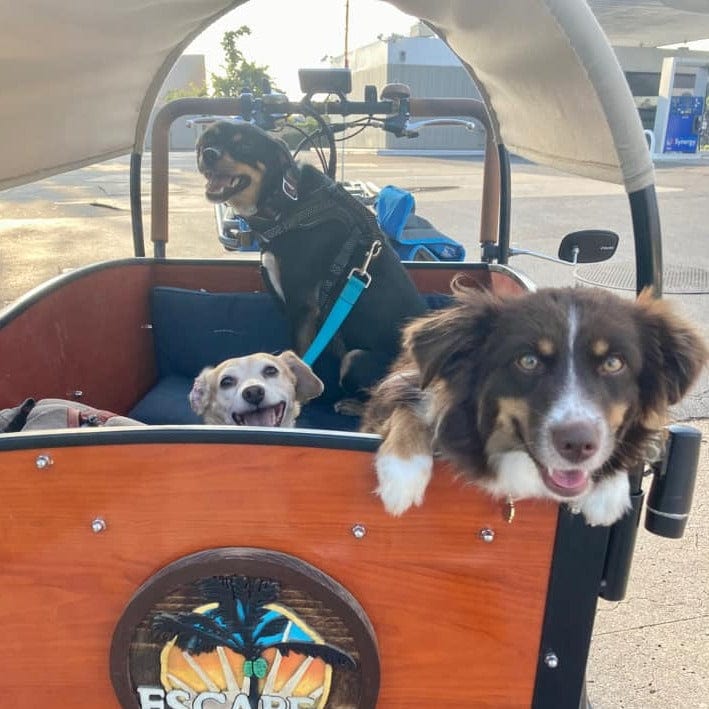 Three dogs in bunch electric cargo trike - Classic Sedona Woodgrain